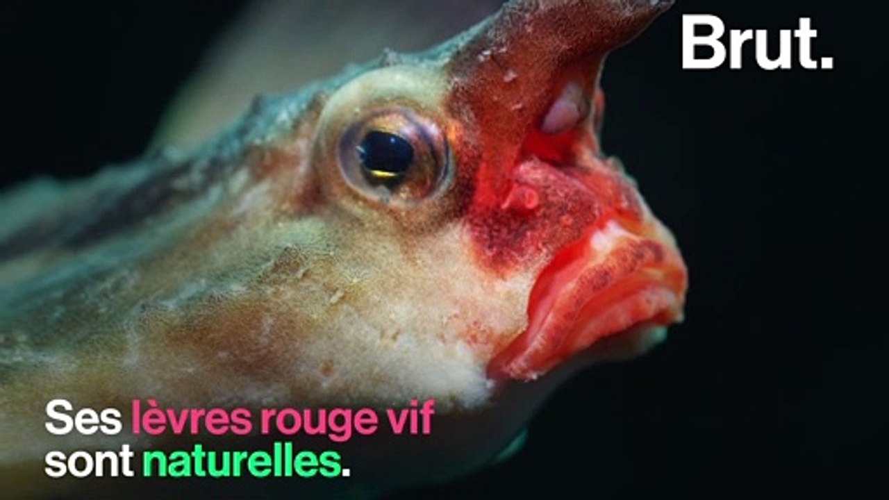Le poisson chauve-souris à lèvres rouges