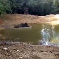 Un sanglier plonge dans l'eau pour échapper aux chiens de chasse