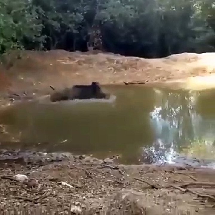 Un sanglier plonge dans l'eau pour échapper aux chiens de chasse