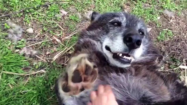 Ce gros loup se transforme en nounours quand on lui fait des gratouilles