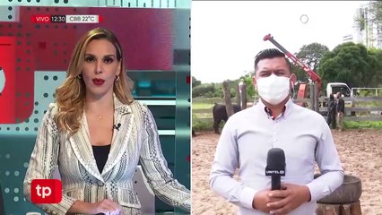 Vacas sueltas provocan caos en Santa Cruz