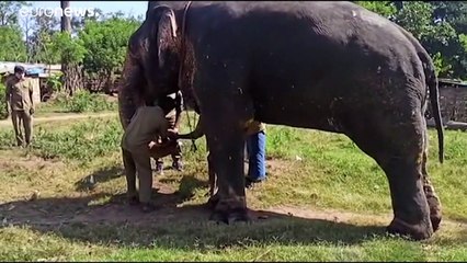 شاهد: إخضاع 28 فيلا لفحص كورونا في الهند إثر نفوق لبؤة بسبب الفيروس