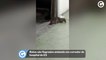 Ratos são flagrados andando em corredor de hospital do ES