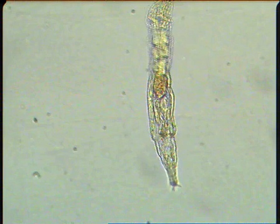 Bdelloid rotifer survives 24,000 years frozen in Siberia - Trovato animale preistorico ancora vivo dopo 24.000 anni e in grado di riprodursi, la scoperta in Siberia - video