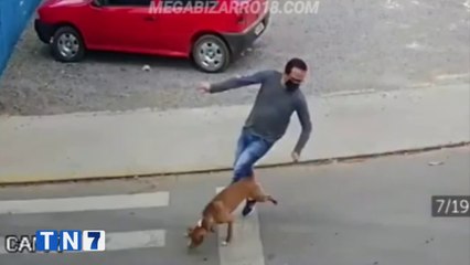 tn7-transito-recuerda-multas-sobre-mascotas-en-vehiculos-090621