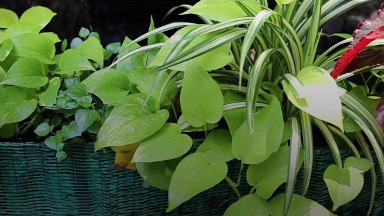 13 Great Low-Light Houseplants for Dark Spaces