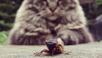 It’s OK if Your Pets Eat Cicadas… In Moderation