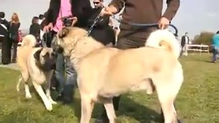 KOPEK YARISMASINDAKİ KANGALIN ASALETi - KANGAL SHEPHERD DOGS SHOW