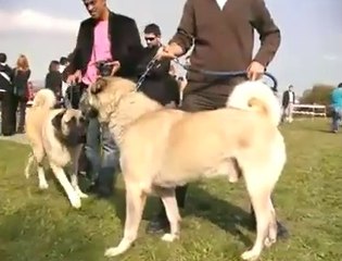 KOPEK YARISMASINDAKİ KANGALIN ASALETi - KANGAL SHEPHERD DOGS SHOW