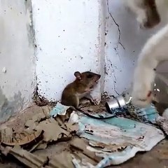 Tom and Jerry's Final Episode + What You Need to Know About TikTok 📱