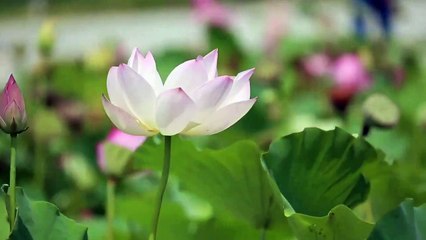 Morning Relaxing Music _ Inner Peace Relaxing Music _ Attract Positive Energy _ Meditation music