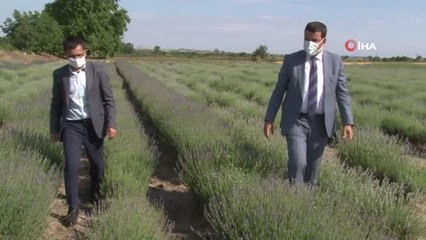 Edirne'de "Lavanta Tarla Günleri" başlıyor