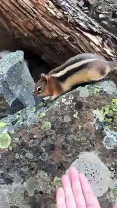 Wild Chipmunk Eats Food From Hand
