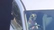 Dog Gets in Driver’s Seat of Parked Car And Honks Repeatedly While Owner Goes Away to Run Errands