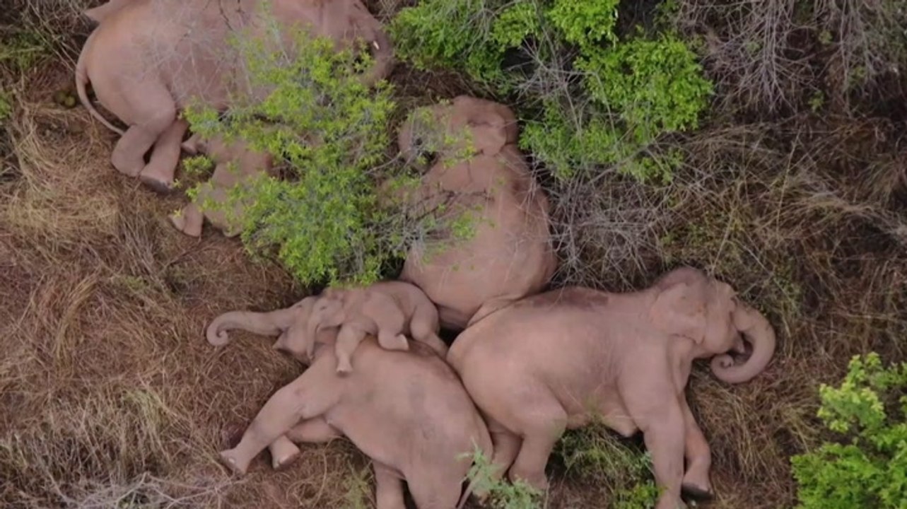 WATCH: A herd of elephants traveling hundreds of miles through China trots through city streets