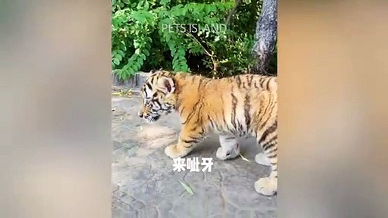 Funniest Animals - Cute Funny Cats And Dogs Video 2020