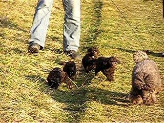 ballade des chiots 2