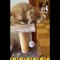 Funniest Animals  - Funny Animal Videos Can'T Help But Laugh 2021  - Cutest Animals Ever