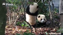 一顿操作猛如虎 定睛一看才爬1厘5