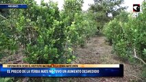 Misiones el precio de la yerba mate en las góndolas no tuvo un aumento desmedido