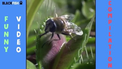 (Impossible) Try Not To Laugh - Funny Animal Compilation