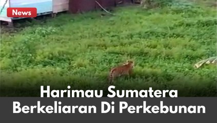 HEBOH DI MEDIA SOSIAL !! SEEKOR HARIMAU SUMATERA BERBURU DI PERKEBUNAN !!