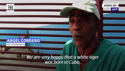 National zoo welcomes first Cuban-born white tiger