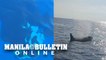 Rare visit of killer whales in Antique captured