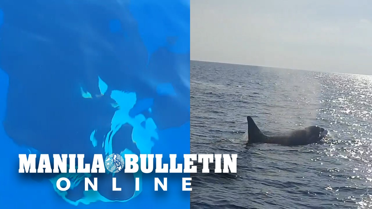 Rare visit of killer whales in Antique captured