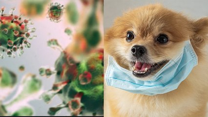 Corona Virus Infection से बचने के लिए Pet Animals को Mask पहनाना सही या गलत | Boldsky