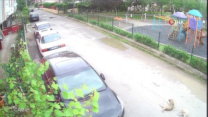 Yolda oynayan yavru köpeği ezip yoluna devam etti