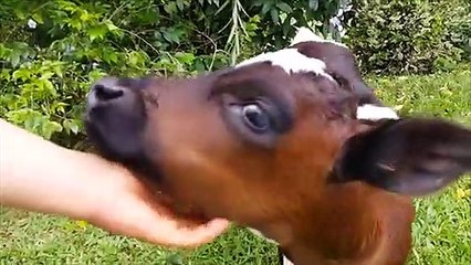 Cows Go Mom cow baby hiliarious event