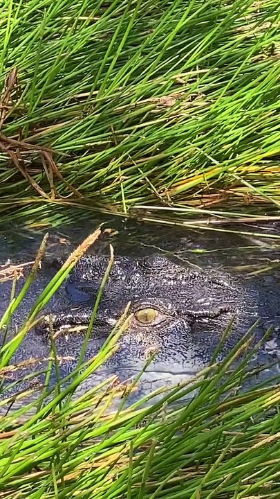 Stealthy Saltwater Crocodile Hidden in Plain Sight