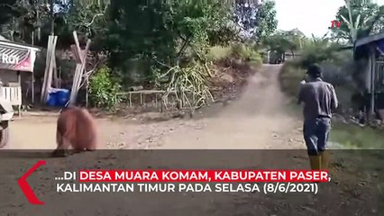 Viral Orangutan Masuk Permukiman Warga, Tampak Lelah dan Kelaparan