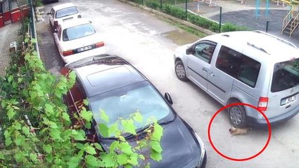 Bu nasıl vicdansızlık! Yolda oynayan yavru köpeği ezip yoluna devam etti