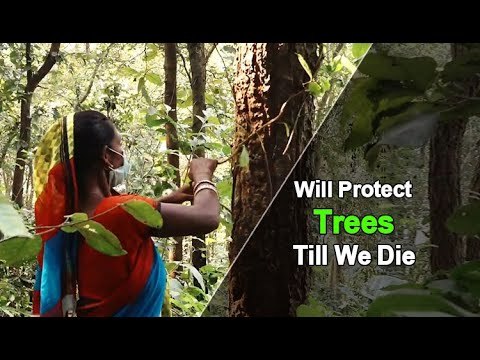 Odisha Women Lead Crusade Against Deforestation | OTV News