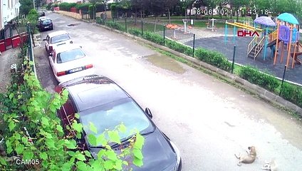 Köpeği ezdi yoluna devam etti