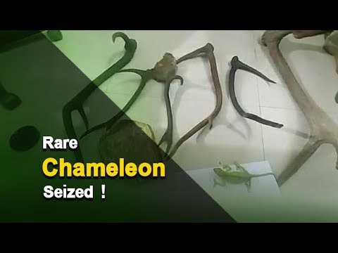 Wildlife Smuggling Racket Busted In Jajpur