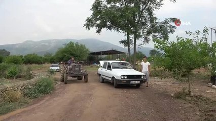 Narenciye bahçesinde balık topladılar