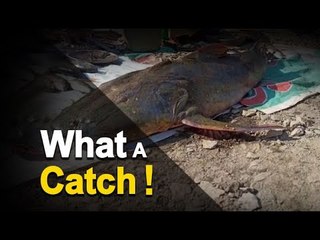 Download Video: Giant Fish Caught from Mahanadi River in Odisha’s Boudh | OTV News