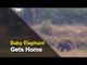 Separated Baby Elephant In Odisha Rescued And Sent To Nursery | OTV News