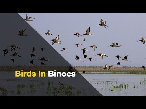 Bird Census Underway In Several Forest Divisions Of Odisha | OTV News