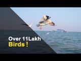 Bird Census Begins In Chilika; Numbers Expected To Go Up This Year | OTV News