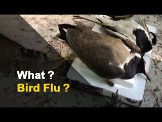Bird Flu Scare: 400 Bird Samples From Chilika Sent For Examination | OTV News