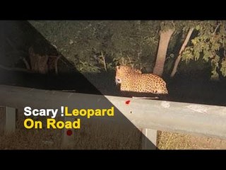 Leopard Found Roaming On Roadside In Odisha | OTV News