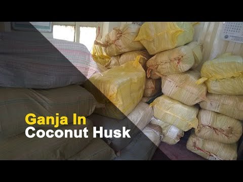 11 Quintal Cannabis Worth Rs. 55 Lakh Seized in Odisha’s Berhampur | OTV News