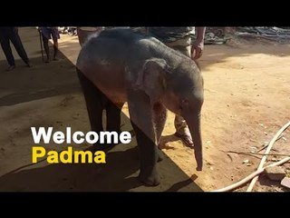 Rescued Baby Elephant ‘Padma’ Gets a New Home! | OTV News