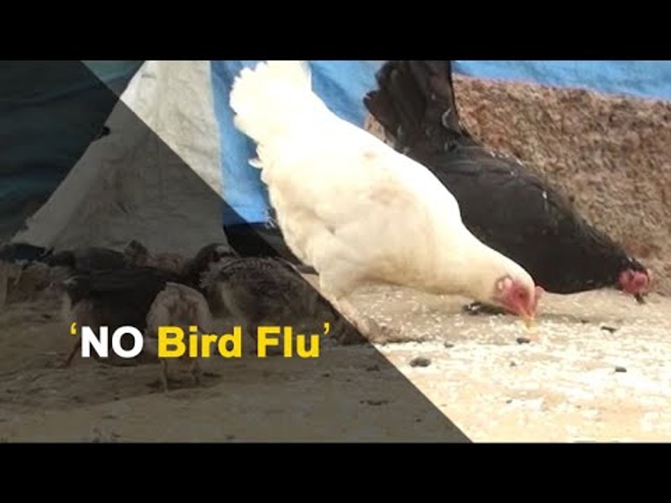 No Bird Flu Outbreak in Odisha, Confirms Chief Secretary | OTV News
