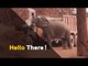 Watch: Elephant In Odisha Stops Passers-By For Food | OTV News