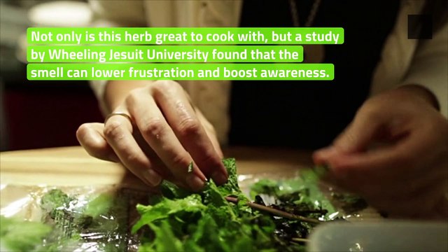 5 Houseplants To Adopt That Are Stress Relieving